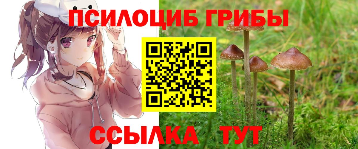 Галлюциногенные грибы Psilocybe Белорецк